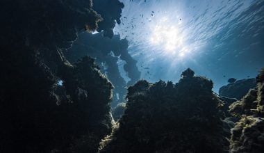 Αυτά είναι τα πλάσματα που κυριαρχούσαν στους Ωκεανούς πριν 100 εκατ. χρόνια – Τι έδειξε μελέτη του Science