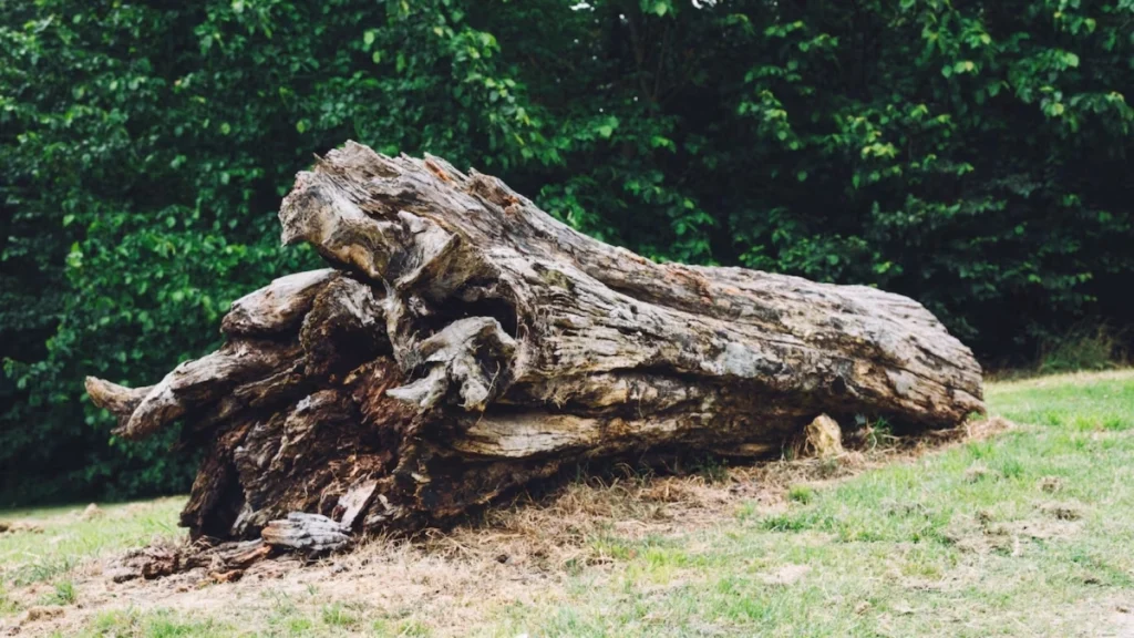 Γαλλία: Εκεί που σκάλιζε έναν κορμό δένδρου… ανακάλυψε χάλκινο κύλινδρο του 17ου αιώνα – Τι κρύβει μέσα;