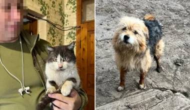 Ουκρανία: Γάτα και σκύλος παγιδεύτηκαν στην πρώτη γραμμή του πολέμου – Η διάσωση με drone που «έριξε» το διαδίκτυο