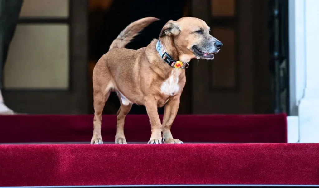 Μαξίμου: Δείτε τον Ε.Μακρόν να παίζει με τον Πίνατ (φώτο)