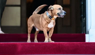 Μαξίμου: Δείτε τον Ε.Μακρόν να παίζει με τον τετράποδο Πίνατ (φώτο)