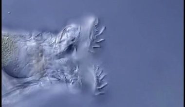 Επιστήμονες «ανέστησαν» μικροσκοπικό οργανισμό ηλικίας 24.000 ετών που βρέθηκε στους πάγους της Σιβηρίας