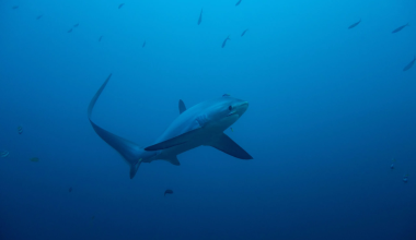 Περού: Ανακαλύφθηκε σπάνιο απολίθωμα καρχαρία 9 εκατ. ετών με άθικτο σαγόνι και διατηρημένο το τελευταίο του γεύμα