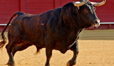 Βίντεο: Ταύρος ξεκοίλιασε 33χρονο σε παραδοσιακό φεστιβάλ στην Ανδαλουσία