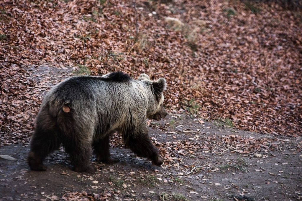 Αρκουδάκι έκανε αισθητή την εμφάνισή του στην Εορδαία – Δείτε βίντεο