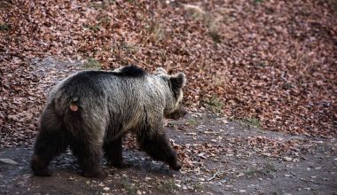 Αρκουδάκι έκανε αισθητή την εμφάνισή του στην Εορδαία – Δείτε βίντεο