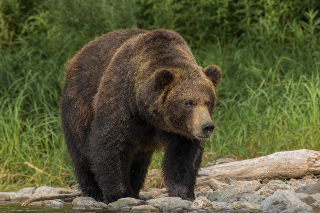 Η Ιαπωνία λαμβάνει τα μέτρα της: Οι αρκούδες ξυπνούν από την χειμερία νάρκη και σκορπούν τον τρόμο στις Αρχές