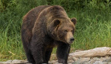 Η Ιαπωνία λαμβάνει τα μέτρα της: Οι αρκούδες ξυπνούν από την χειμερία νάρκη και σκορπούν τον τρόμο στις Αρχές