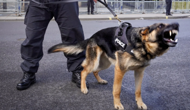Βίντεο: Μεθυσμένος άνδρας… δάγκωσε αστυνομικό σκύλο κατά τη σύλληψή του στις ΗΠΑ