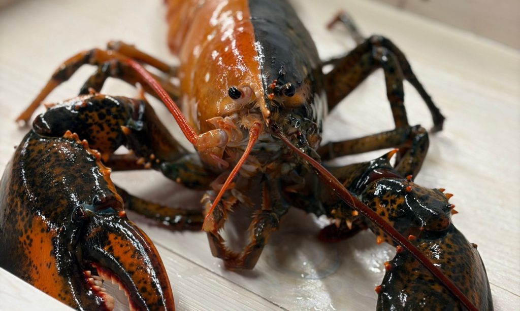 Ψαράδες στη Βρετανία διέσωσαν σπάνιο δίχρωμο αστακό πριν γίνει πιάτο σε μενού εστιατορίου – Δείτε φωτογραφίες του