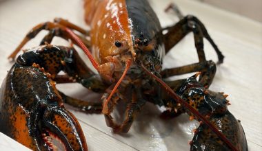 Ψαράδες στη Βρετανία διέσωσαν σπάνιο δίχρωμο αστακό πριν γίνει πιάτο σε μενού εστιατορίου – Δείτε φωτογραφίες του