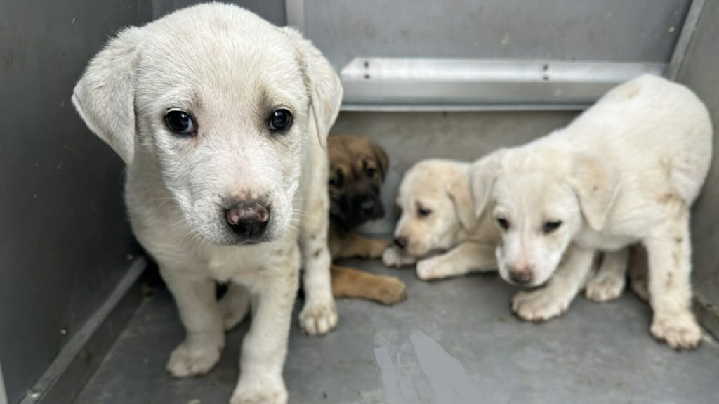 Επιχείρηση απεγκλωβισμού και διάσωσης τεσσάρων κουταβιών στις Αχαρνές – Δείτε φωτογραφίες