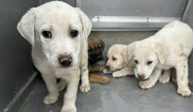 Επιχείρηση απεγκλωβισμού και διάσωσης τεσσάρων κουταβιών στις Αχαρνές – Δείτε φωτογραφίες