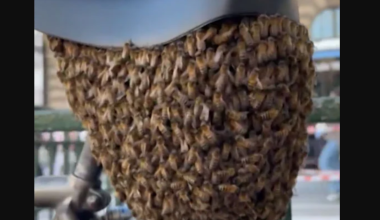 Δείτε βίντεο: 10.000 μέλισσες δημιούργησαν κυψέλη κάτω από σέλα ποδηλάτου στο Παρίσι