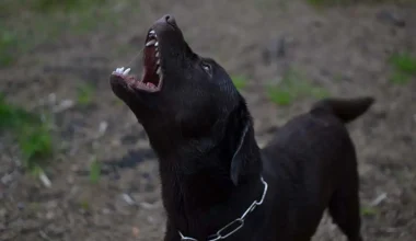 Άγρια επίθεση σκύλου σε 4χρονο στα Χανιά: Το αγόρι φέρει έντονα δαγκώματα σε όλο του το σώμα