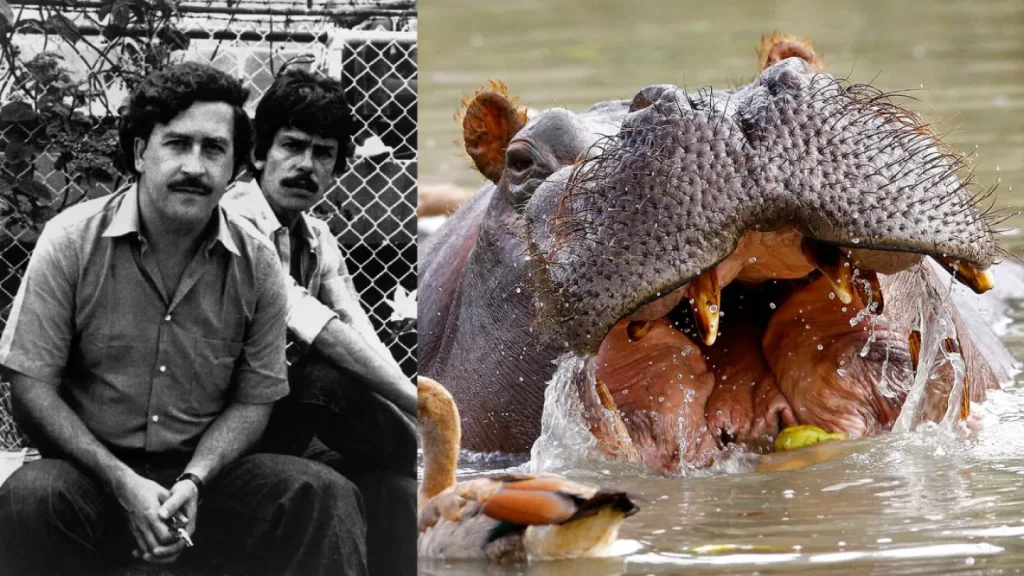 Αυτός είναι ο δισεκατομμυριούχος που θέλει να σώσει τους θρυλικούς ιπποπόταμους του Εσκομπάρ από μαζική θανάτωση