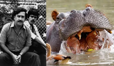 Αυτός είναι ο δισεκατομμυριούχος που θέλει να σώσει τους θρυλικούς ιπποπόταμους του Εσκομπάρ από μαζική θανάτωση