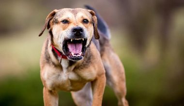 Στη ΜΕΘ ο 4χρονος που δέχθηκε άγρια επίθεση από σκύλο στα Χανιά: Τον δάγκωσε σε όλο το κορμί του