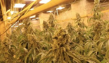 Ορυχείο στη Βουλγαρία μετατράπηκε σε φυτώριο κάνναβης: Συλλήψεις 4 ατόμων – Κατασχέθηκαν πάνω από 600.000 ευρώ