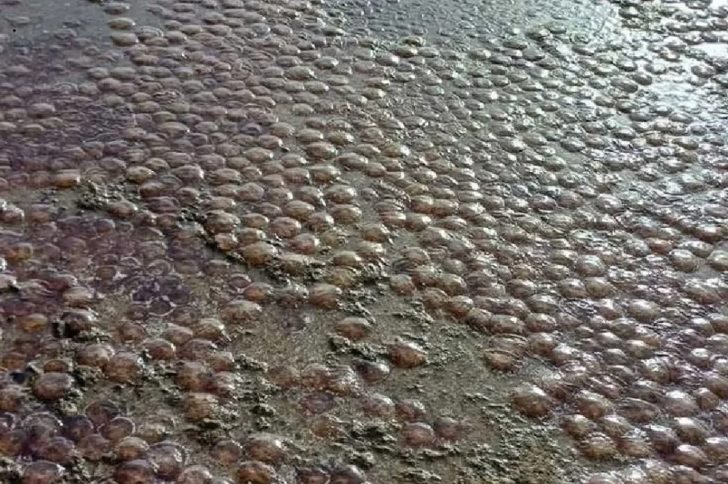 Μέδουσες κατέκλυσαν θαλάσσια περιοχή της Εύβοιας (βίντεο)