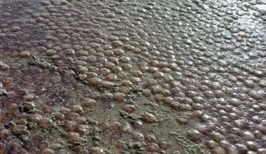 Μέδουσες κατέκλυσαν θαλάσσια περιοχή της Εύβοιας (βίντεο)