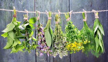 3+1 ελληνικά βότανα που ενισχύουν την λίμπιντο