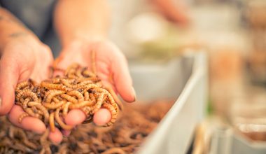 Τρόφιμα με έντομα στην ΕΕ: Ποια έχουν εγκριθεί και τι πρέπει να γνωρίζουν οι καταναλωτές