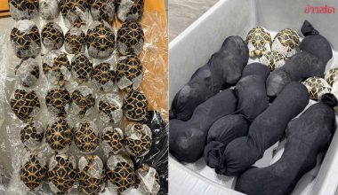 Ταϊλάνδη: Συνελήφθη 19χρονη στο αεροδρόμιο με 30 χελώνες κρυμμένες κάτω από τα ρούχα της (φώτο)