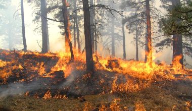 Ολλανδία: Μεγάλες  δασικές πυρκαγιές κοντά σε στρατιωτικές εγκαταστάσεις