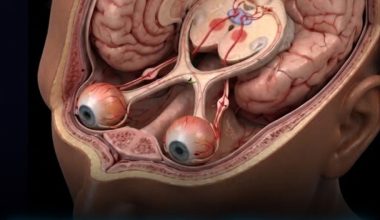 Η «μαγεία» της όρασης: Ολόκληρη η διασικασία με την οποία οι άνθρωποι αντιλαμβάνονται τον κόσμο