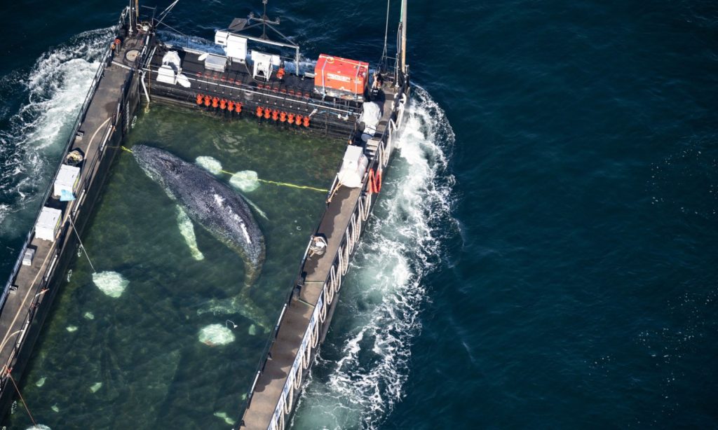 Γερμανία: Τέλος η ταλαιπωρία για τον Τίμι τη μεγάπτερη φάλαινα – Εν πλω για τη Βόρεια Θάλασσα (δείτε βίντεο)