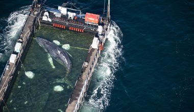 Γερμανία: Τέλος η ταλαιπωρία για τον Τίμι τη μεγάπτερη φάλαινα – Εν πλω για τη Βόρεια Θάλασσα (δείτε βίντεο)