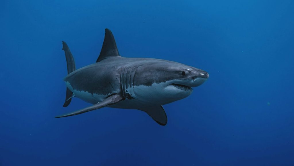 Καλιφόρνια: H στιγμή που μεγάλος καρχαρίας κυνηγά σέρφερ! (βίντεο)