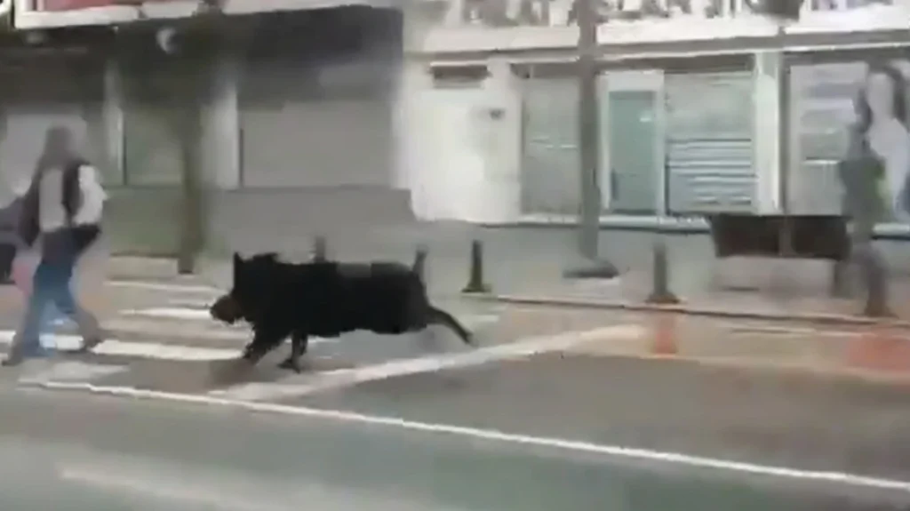 Τουρκία: Αγριογούρουνο τρέχει σε κεντρικό δρόμο – Παρέσυρε και τραυμάτισε τρία άτομα (βίντεο)
