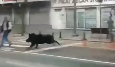 Τουρκία: Αγριογούρουνο τρέχει σε κεντρικό δρόμο – Παρέσυρε και τραυμάτισε τρία άτομα (βίντεο)