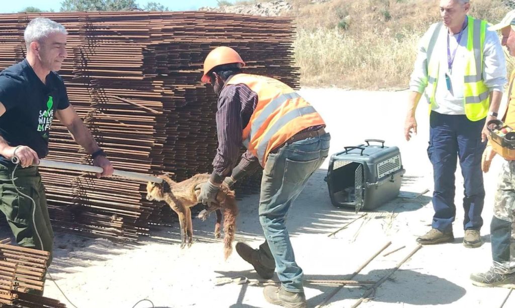 Αλεπού τραυματίστηκε σοβαρά σε εργοτάξιο στο Ελληνικό και υποβλήθηκε σε χειρουργική επέμβαση (φωτογραφίες)