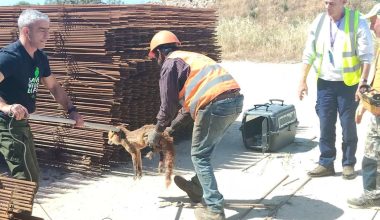 Αλεπού τραυματίστηκε σοβαρά σε εργοτάξιο στο Ελληνικό και υποβλήθηκε σε χειρουργική επέμβαση (φωτογραφίες)