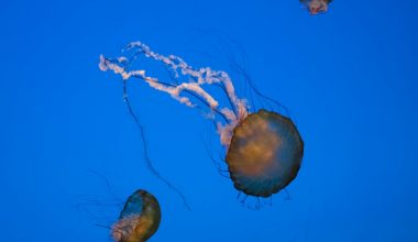 Ραγδαία αύξηση των μεδουσών στις ελληνικές θάλασσες – Πώς να αντιμετωπίσετε το τσίμπημα