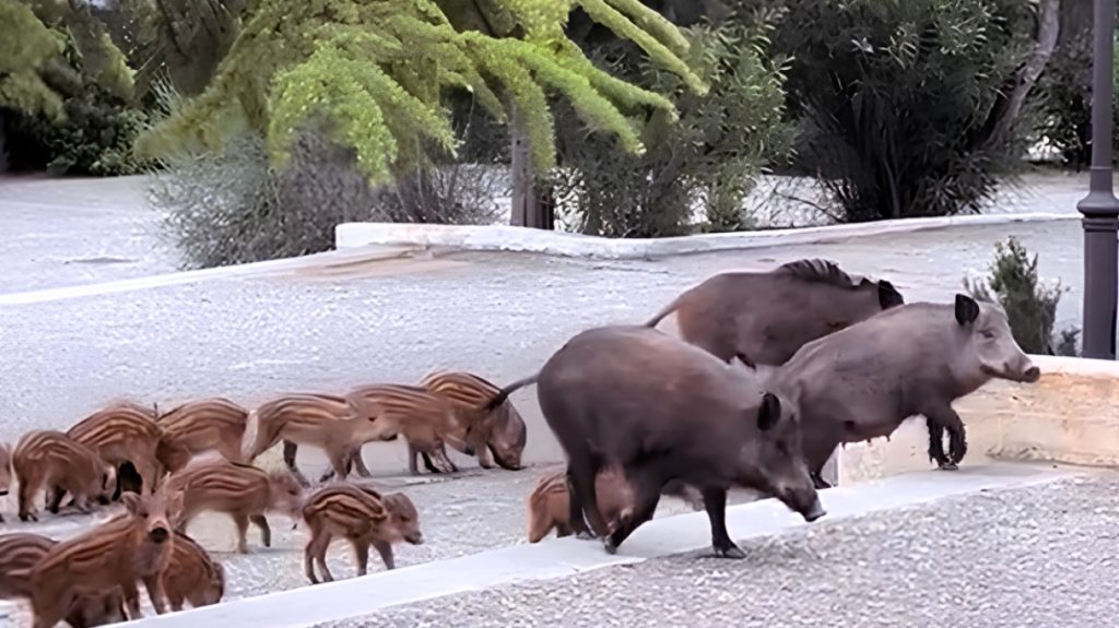Απίστευτο σκηνικό σε γάμο: Κοπάδι αγριογούρουνων έκανε «παρέλαση» στο προαύλιο της εκκλησίας – Δείτε βίντεο