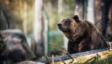 Τρόμος για τουρίστριες στο Εθνικό Πάρκο Yellowstone: Παραλίγο να γίνουν βορά στις ορέξεις αρκούδας