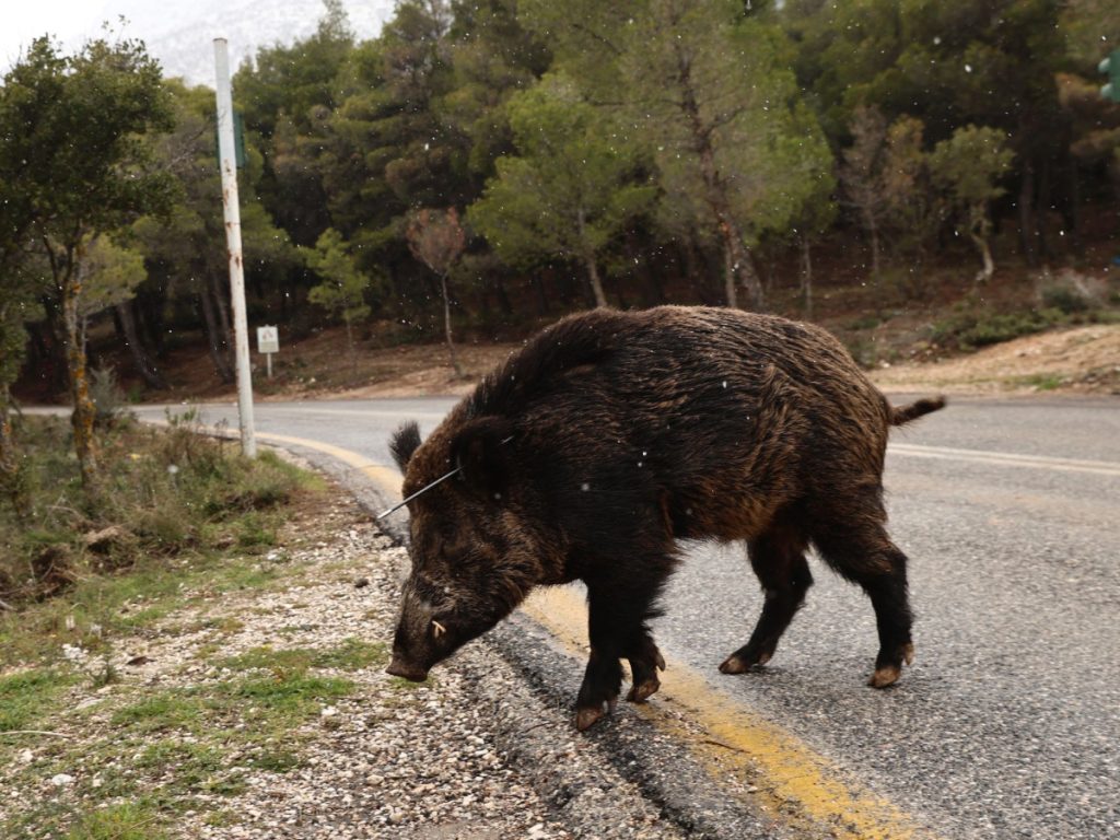 Αγριογούρουνο και αλεπού εισέβαλαν σε αυλή σπιτιού στο Πανόραμα Θεσσαλονίκης – Δείτε βίντεο