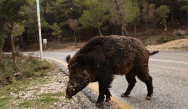 Αγριογούρουνο και αλεπού εισέβαλαν σε αυλή σπιτιού στο Πανόραμα Θεσσαλονίκης – Δείτε βίντεο