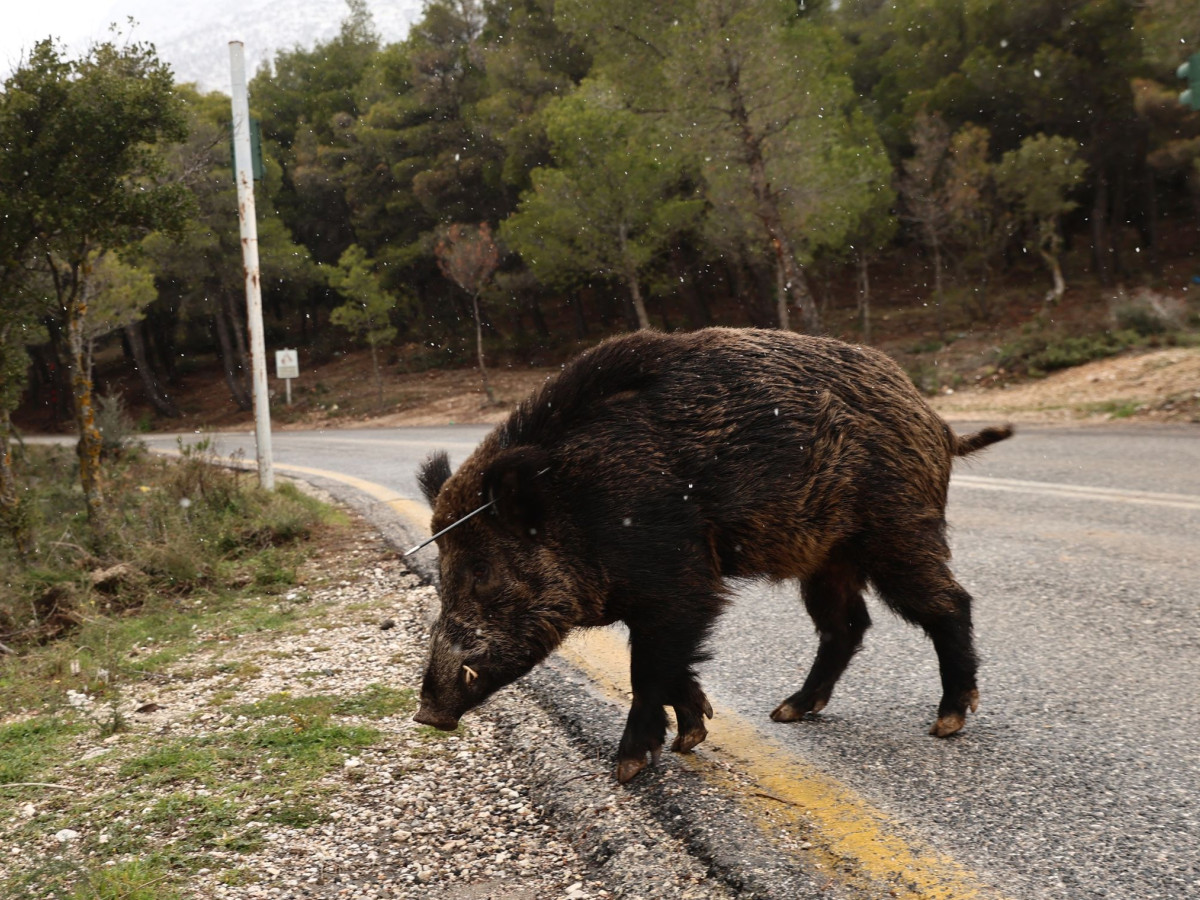 Αγριογούρουνο και αλεπού εισέβαλαν σε αυλή σπιτιού στο Πανόραμα Θεσσαλονίκης – Δείτε βίντεο