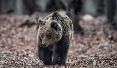 Αναστάτωση στην Κοζάνη: Αρκούδες «έκαναν βόλτες» πολύ κοντά σε κατοικημένη περιοχή (βίντεο)