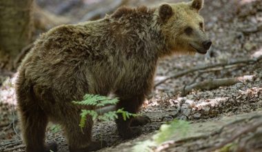 Βίντεο: Αρκούδα κάνει λασπόλουτρο στα Γρεβενά και χαίρεται σαν «μωρό»