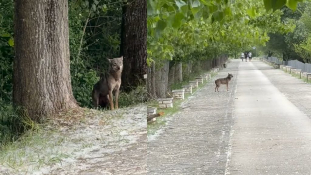 Αναστάτωση στα Ιωάννινα μετά την εμφάνιση… ανενόχλητου λύκου σε σημείο με έντονη ανθρώπινη παρουσία: Δείτε βίντεο
