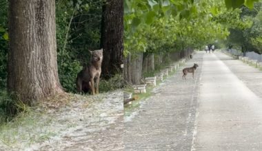 Αναστάτωση στα Ιωάννινα μετά την εμφάνιση… ανενόχλητου λύκου σε σημείο με έντονη ανθρώπινη παρουσία: Δείτε βίντεο