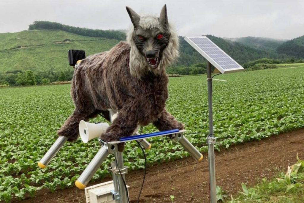 Οι «Monster Wolves» περιπολούν τα χωράφια στην Ιαπωνία: Ρομποτικοί λύκοι απέναντι στην αύξηση των αρκούδων (βίντεο)