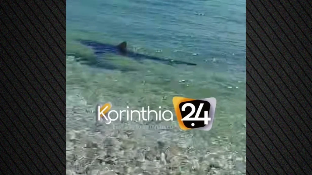 Καρχαρίας 2,5 μέτρα στα Λουτρά Ωραίας Ελένης λίγα μέτρα από την ακτή! (βίντεο)