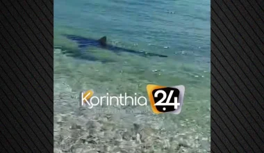 Αναστάτωση στα Λουτρά Ωραίας Ελένης: Kαρχαρίας μήκους 2,5 μέτρων εθεάθη κοντά στην ακτή! (βίντεο)